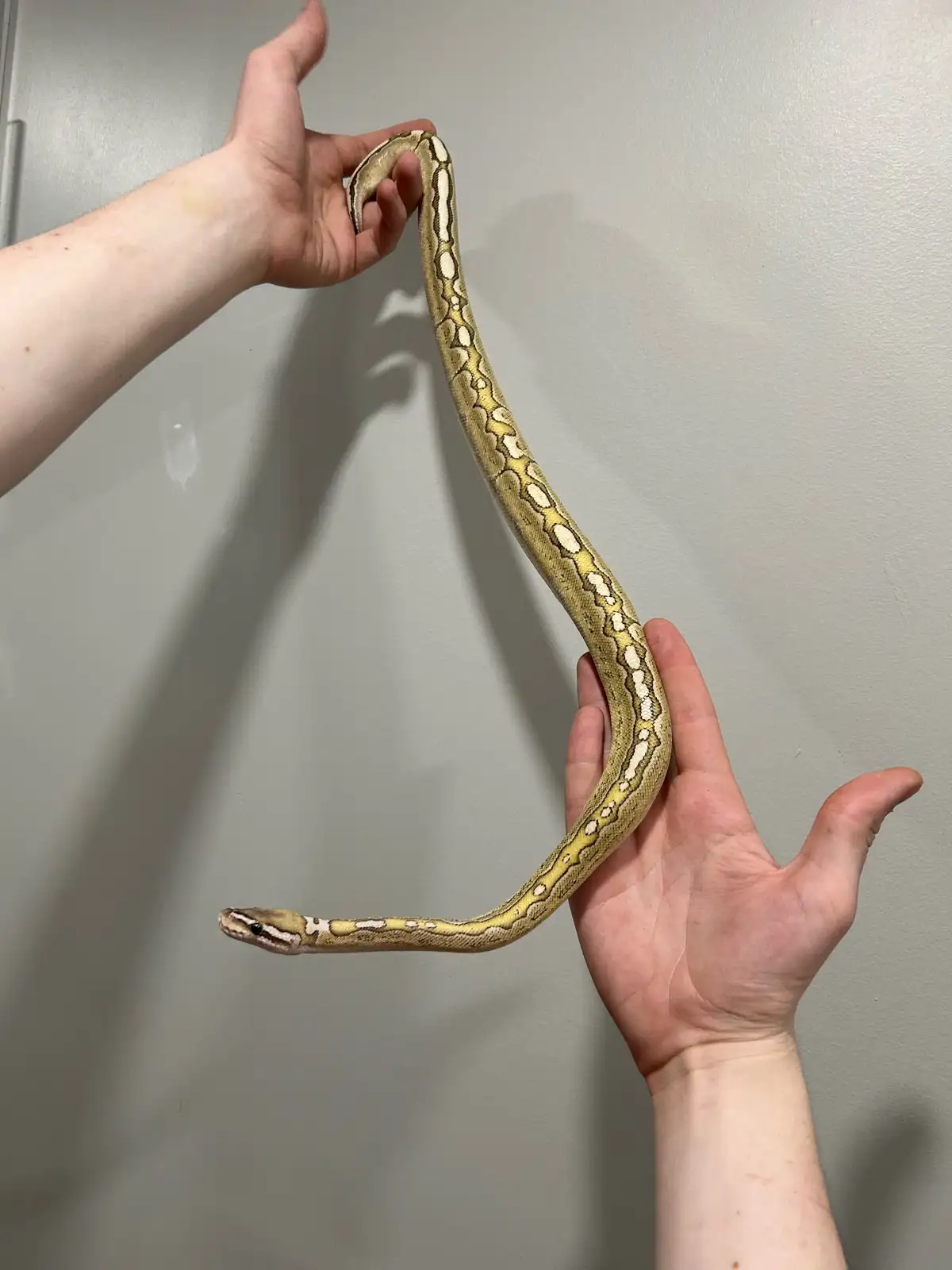 Bambus-Königspython Männchen - Image 2