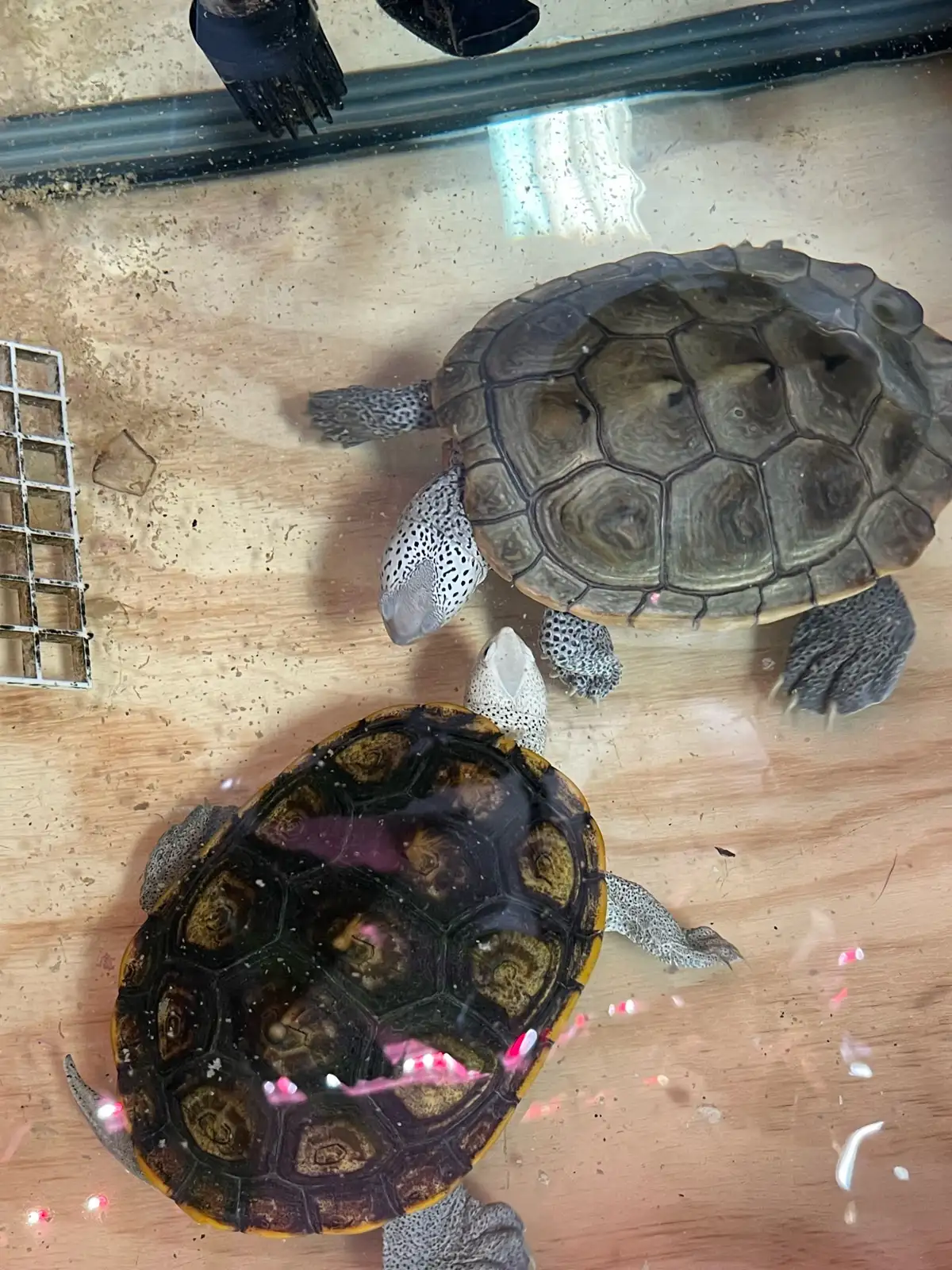 Paar Diamantschildkröten - Image 2