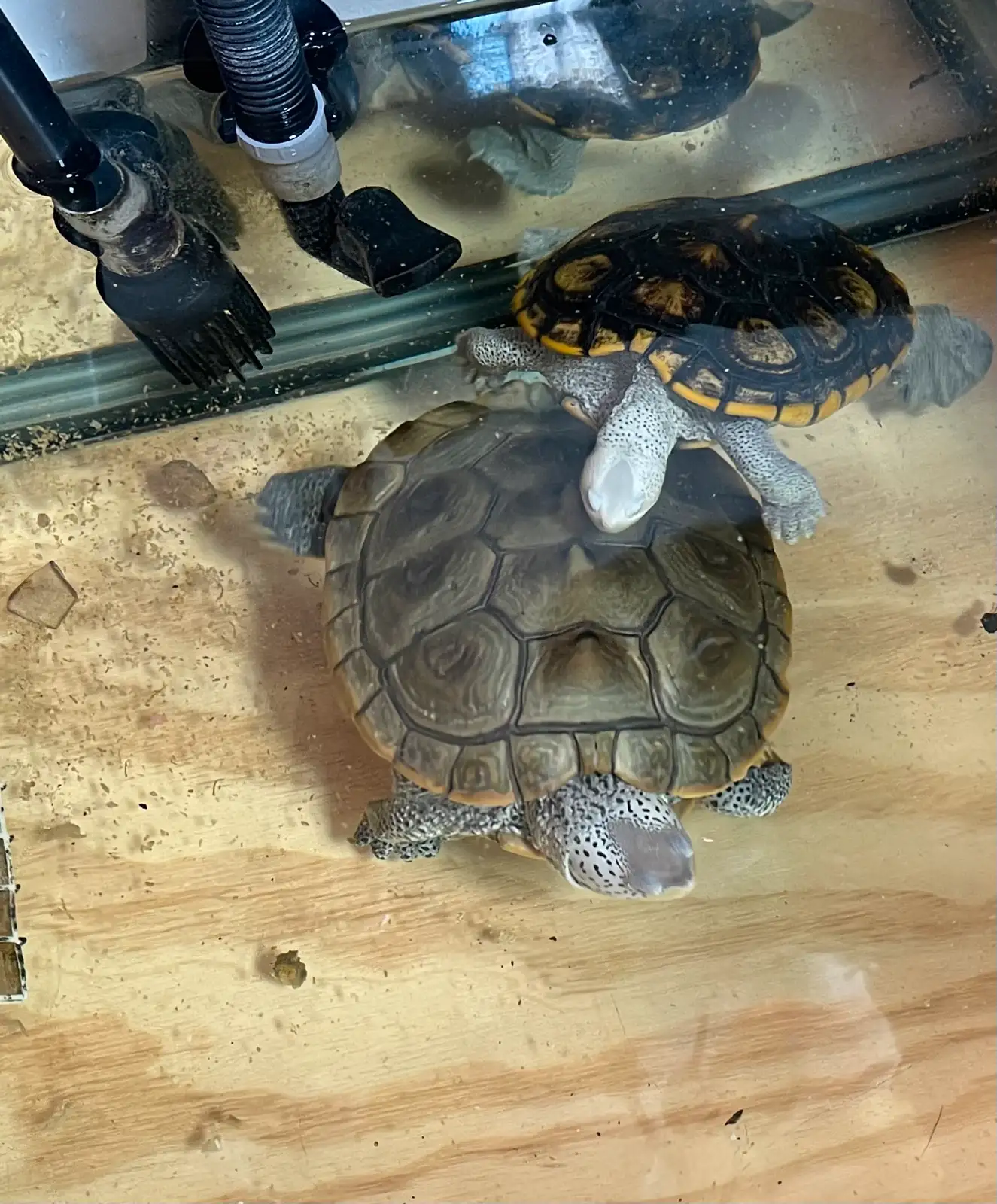 Paar Diamantschildkröten - Image 3