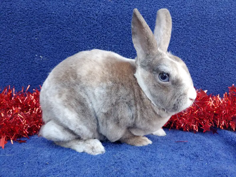 Kaninchen direkt zu Ihnen nach Hause liefern lassen - Image 2