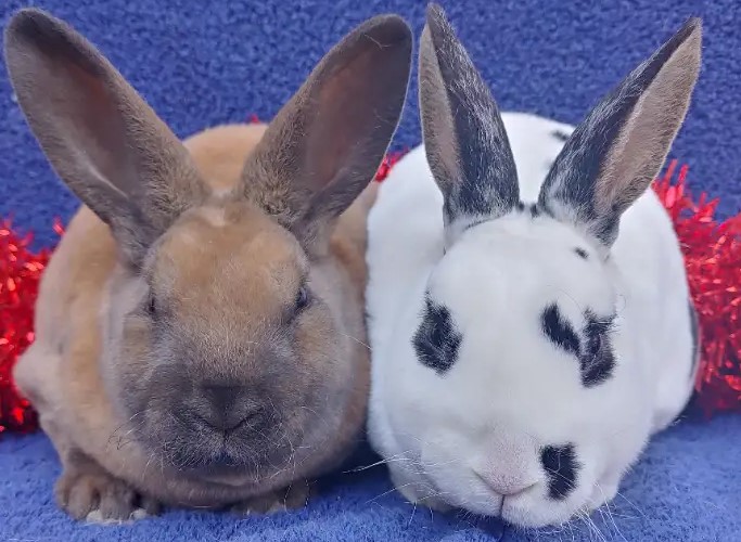 Kaninchen direkt zu Ihnen nach Hause liefern lassen - Image 3