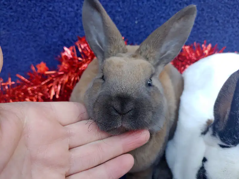 Kaninchen direkt zu Ihnen nach Hause liefern lassen - Image 4