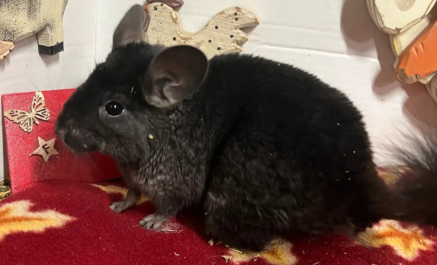 Entdecken Sie Ihren perfekten Chinchilla-Begleiter – jetzt verfügbar - Image 2