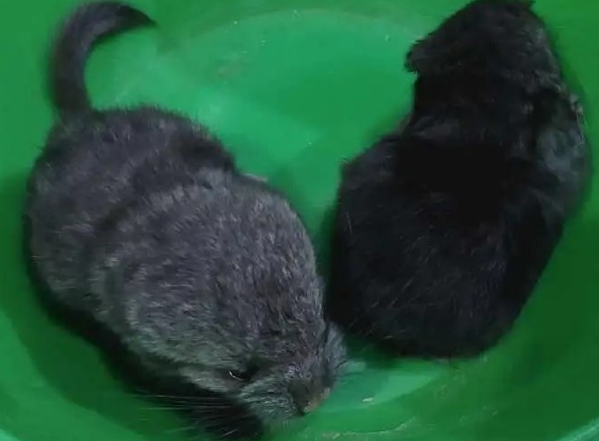 Chinchillas zur Adoption finden – Weltweiter Versand verfügbar - Image 2