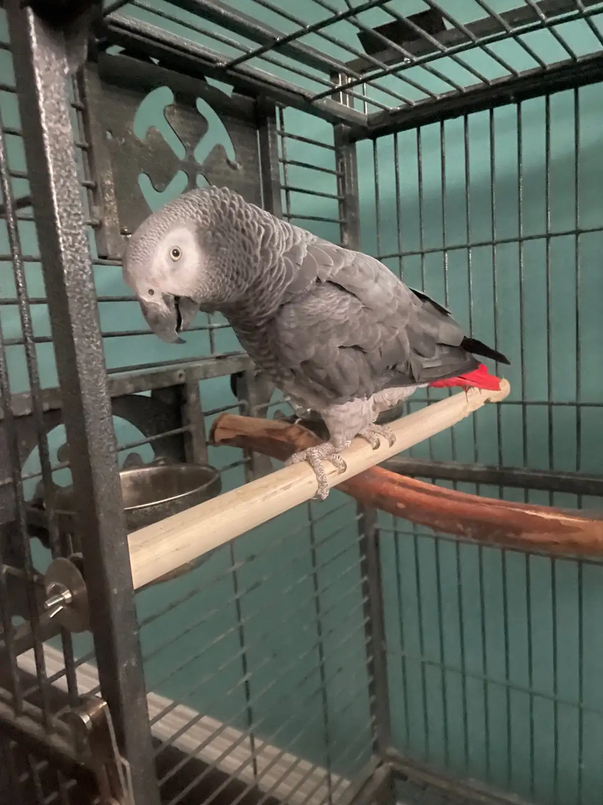 Kongo-Graupapagei - Image 2