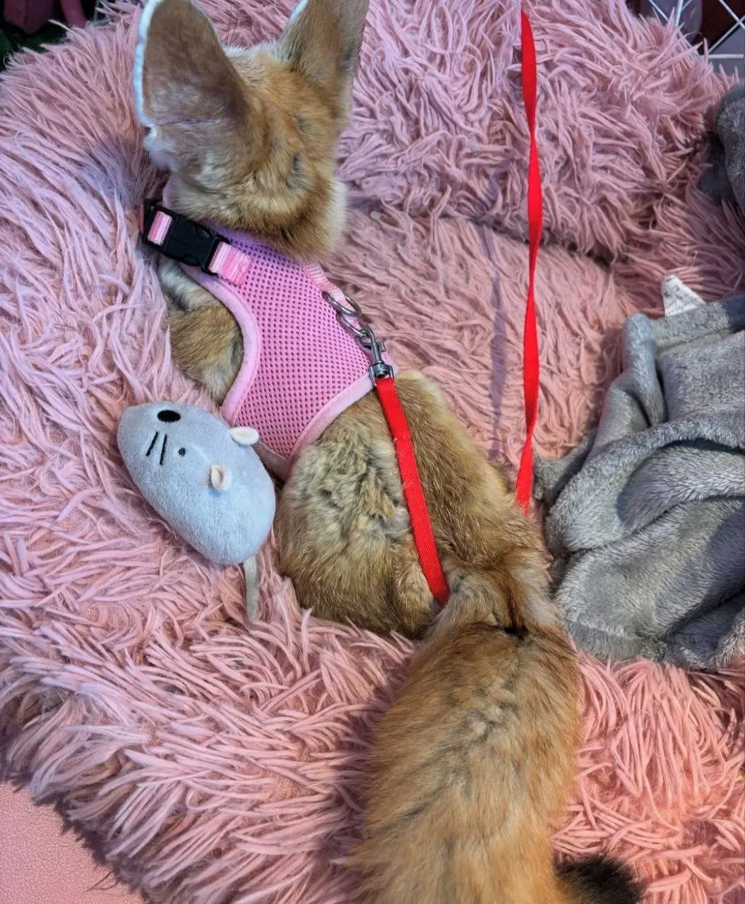 Bester Ort, um Fennek-Füchse zu kaufen - Image 2