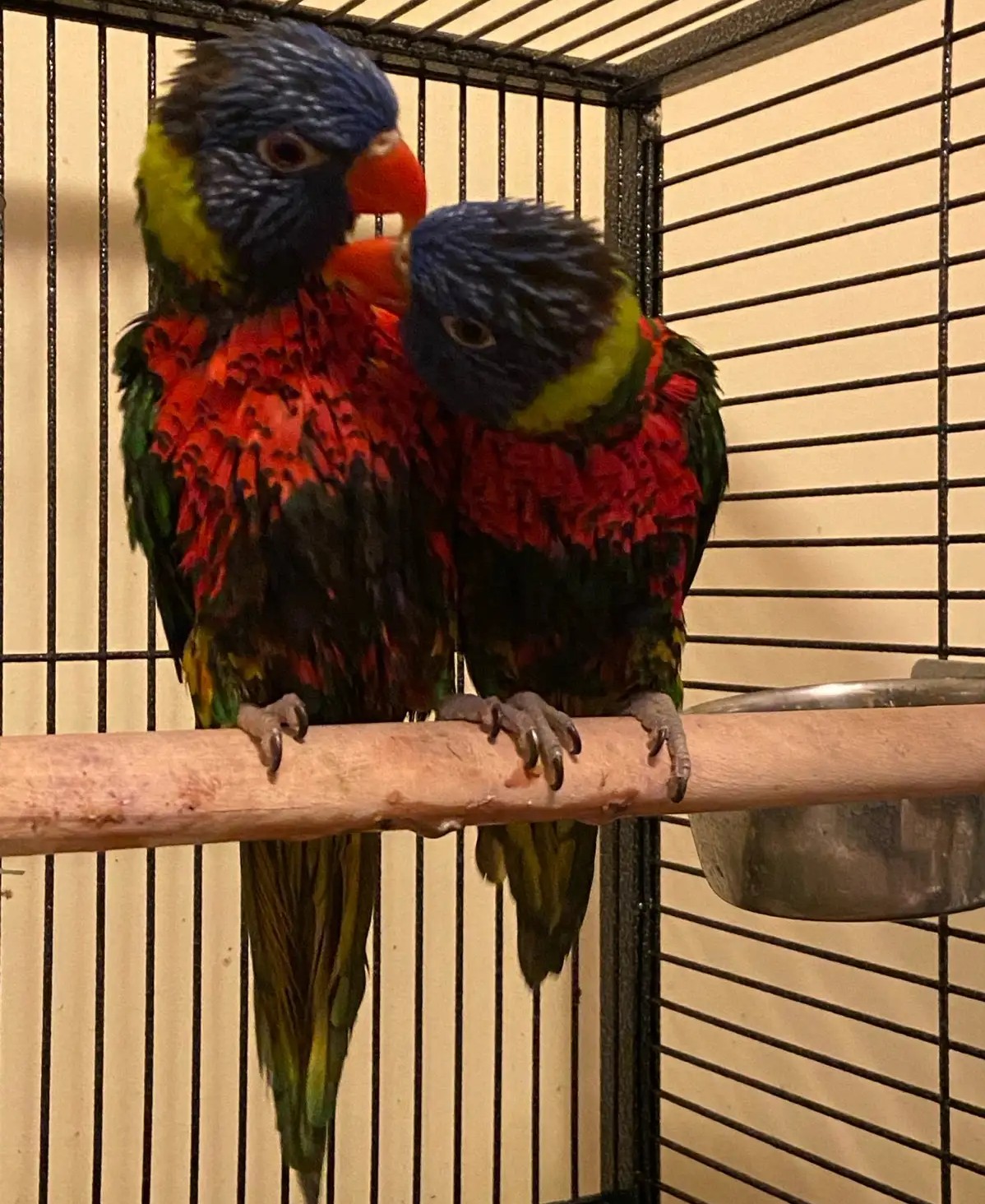 Exotische Regenbogenlories aus Europa – Geprüftes, gesundes Zuchtpaar - Image 2