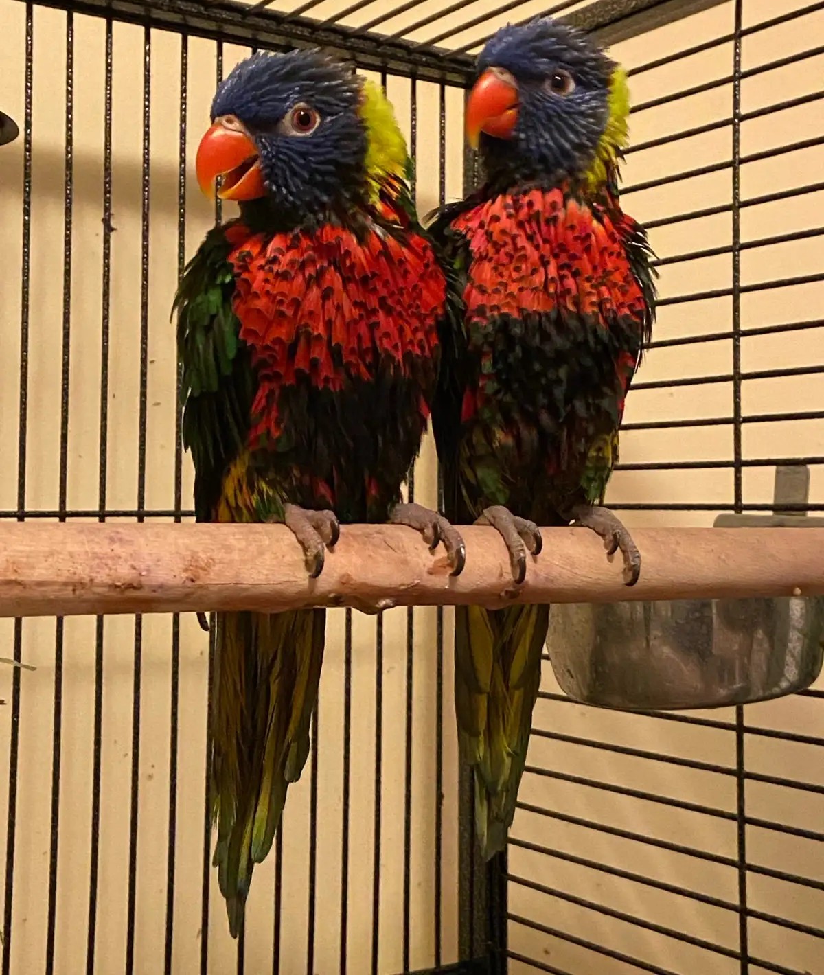 Exotische Regenbogenlories aus Europa – Geprüftes, gesundes Zuchtpaar - Image 3