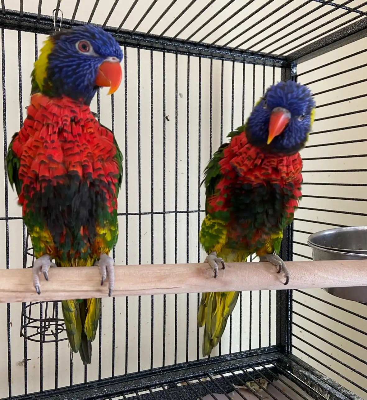 Exotische Regenbogenlories aus Europa – Geprüftes, gesundes Zuchtpaar - Image 4