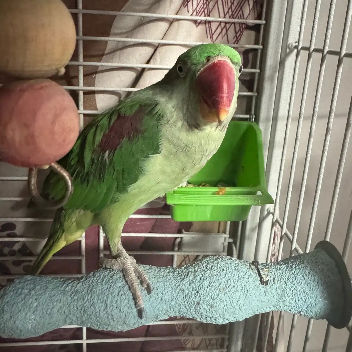 buy alexandrine parrot germany