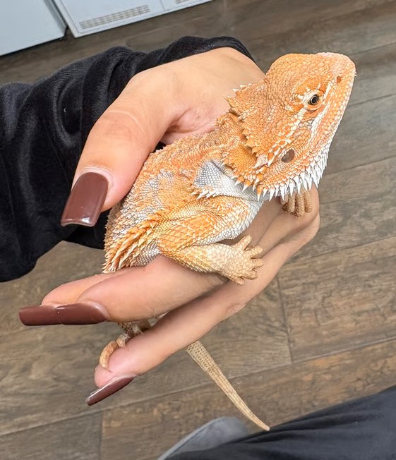 Junge Bartagame – 3 Monate, orange-rot mit blauen Streifen, zahm & komplett ausgestattet - Image 2