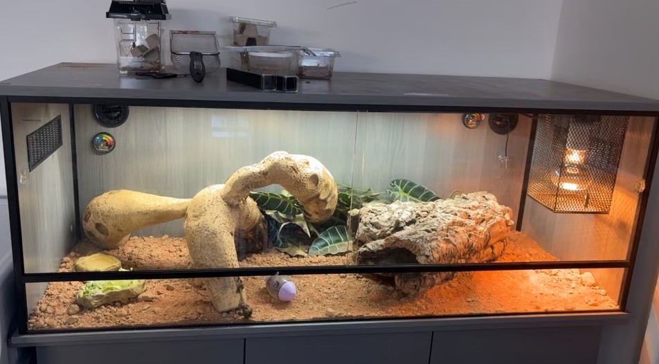 Junge Bartagame – 3 Monate, orange-rot mit blauen Streifen, zahm & komplett ausgestattet - Image 3